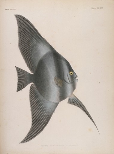 『日本動物誌』 1833-50年